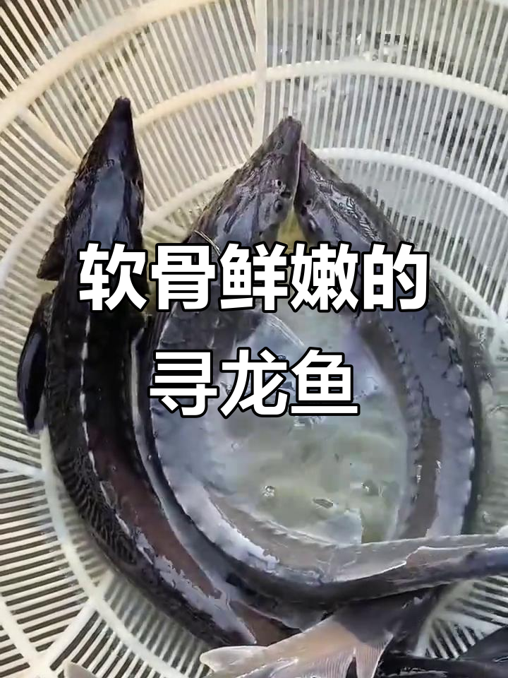 鲟龙鱼全身软骨,年夜饭必备美味!