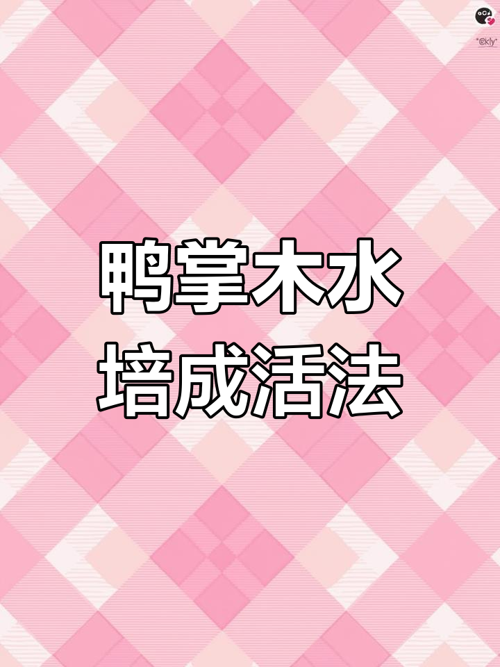 水培生根后,鸭掌木扦插成活率100%!养护技巧全揭秘