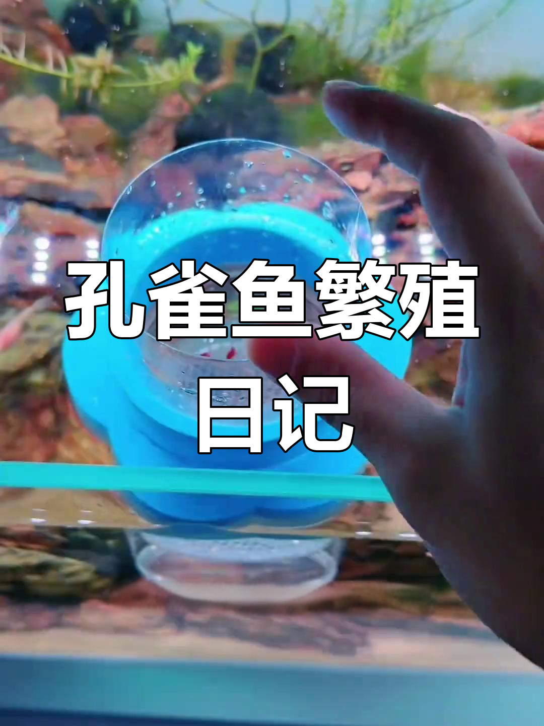 孔雀鱼又生宝宝了,隔离饲养要注意