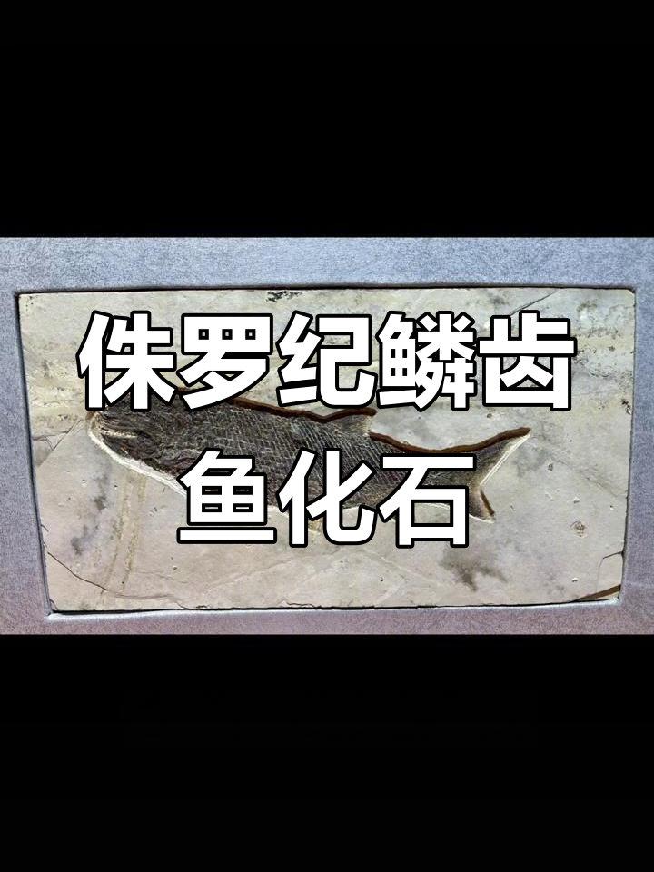 早期夫妻鱼类化石揭秘：鳞齿鱼的生活与演化
