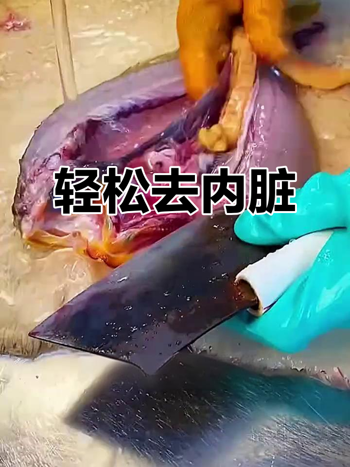大黄花鱼处理技巧,简单又干净