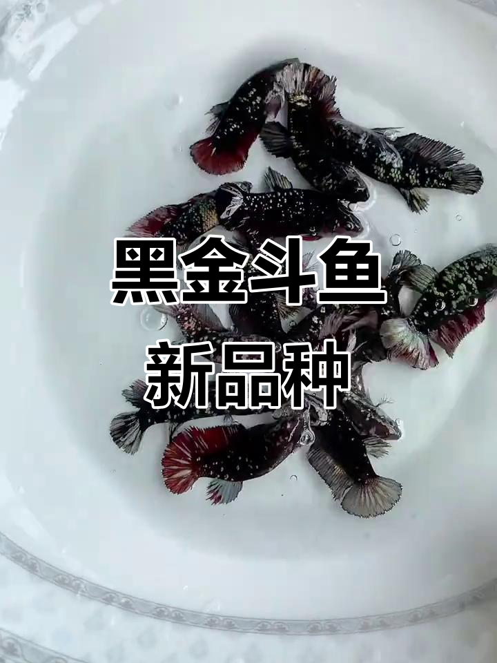 印尼黑金母鱼到货,暗黑星满天星的神秘魅力