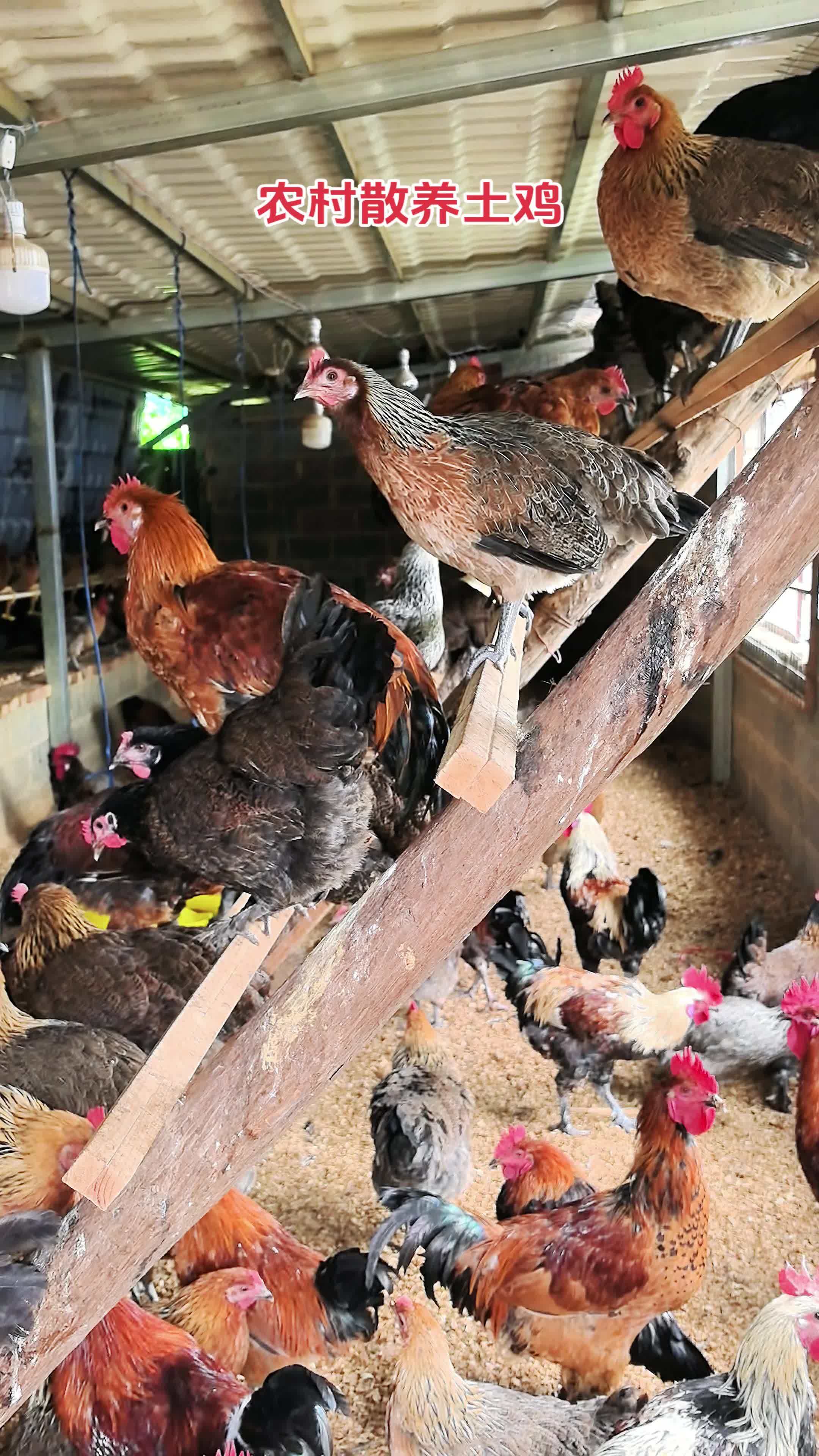 养殖 养鸡 鸡鸭鹅养殖 农村散养土鸡 鸡舍搭木架 养鸡技术
