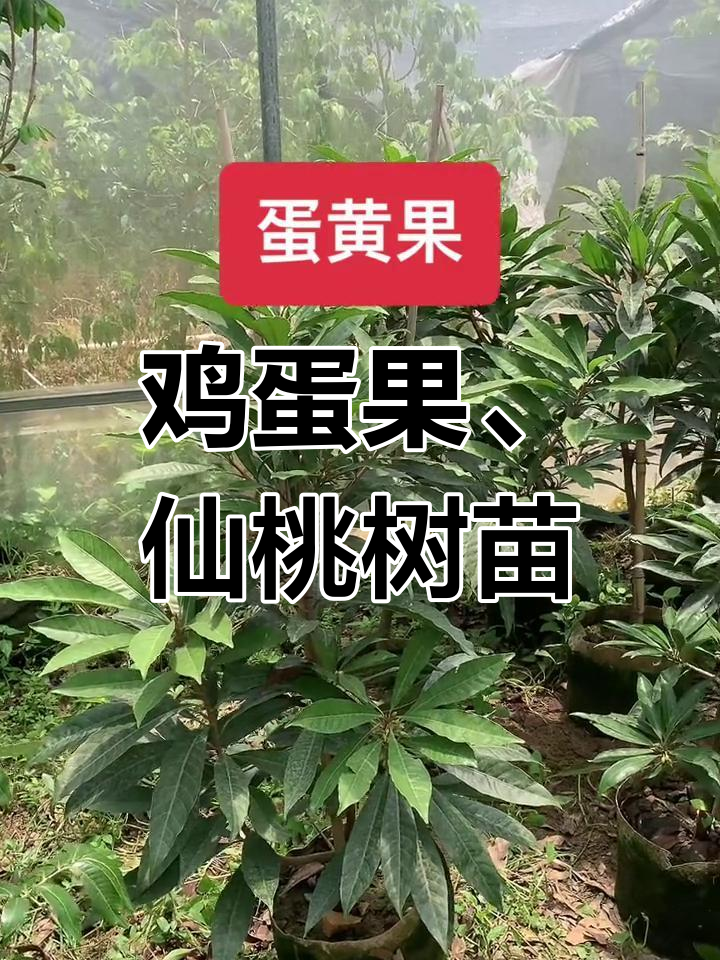 鸡蛋果与仙桃果树苗,带土球发货,种植更方便