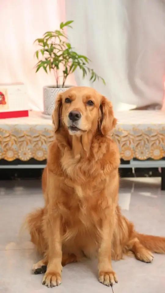 coco误解奶茶