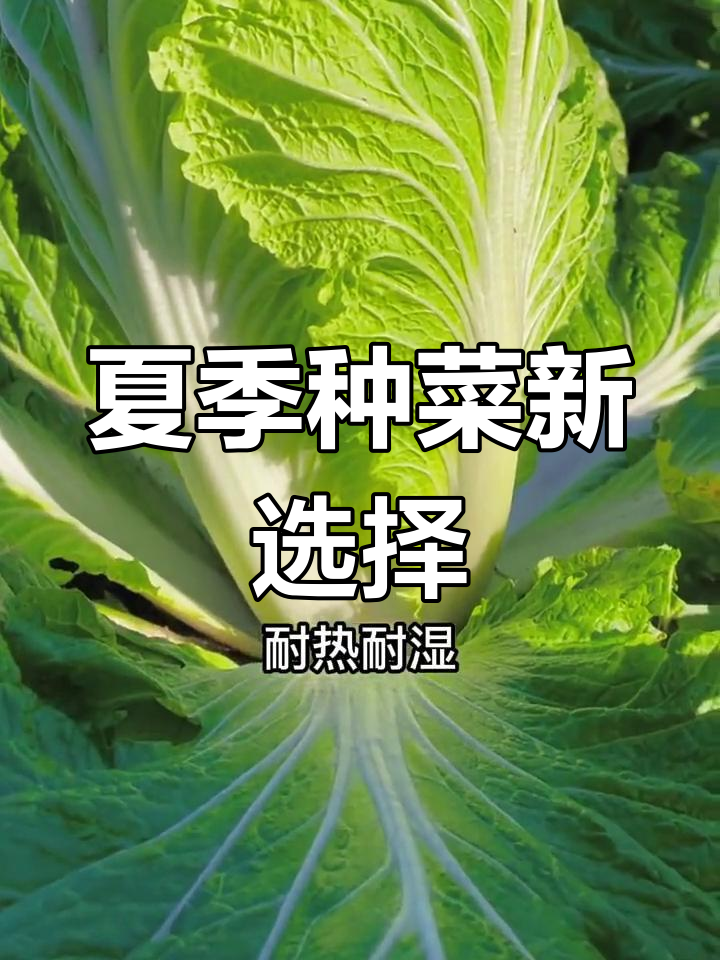夏秋玉白菜:耐热耐湿,南北皆宜种植