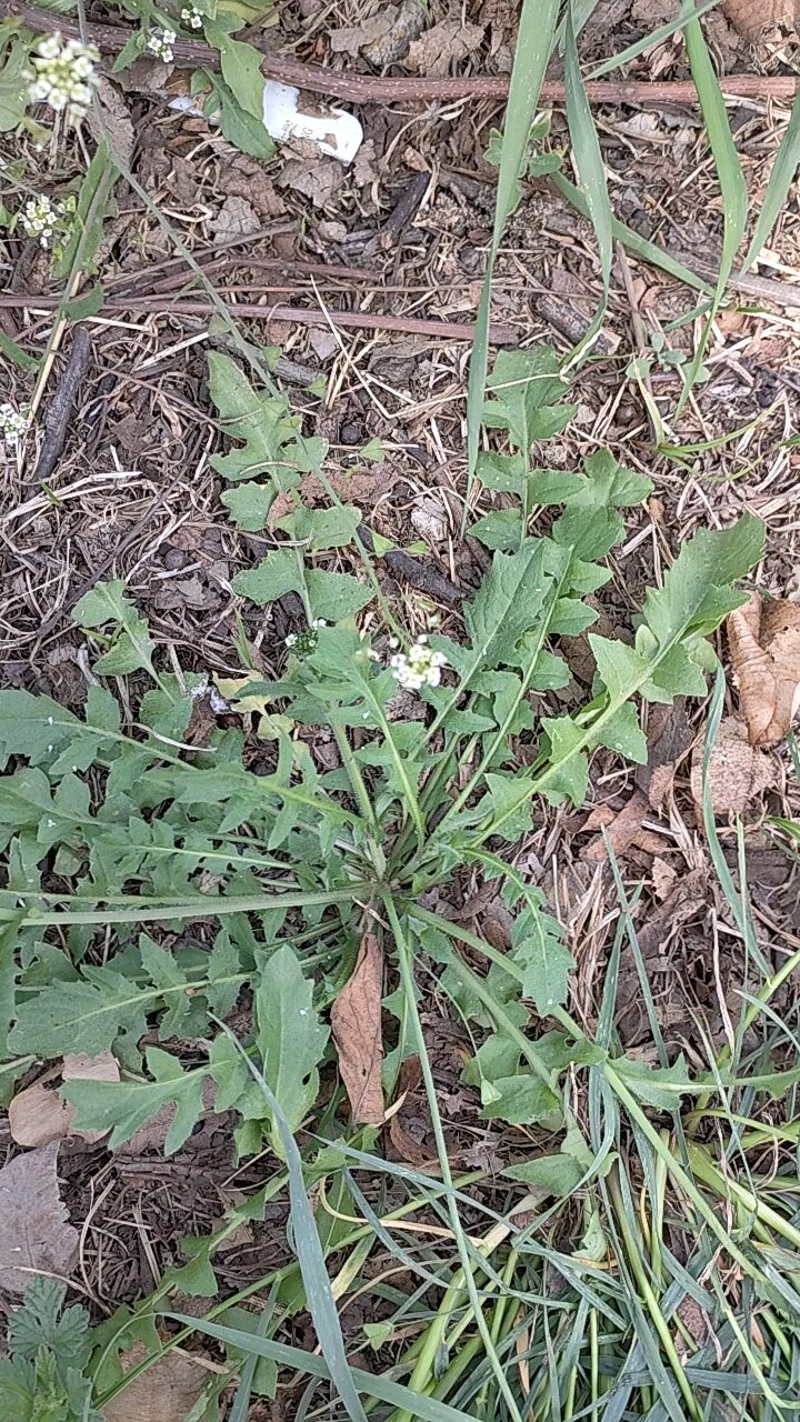 教大家怎么分辨荠荠菜和婆婆丁!