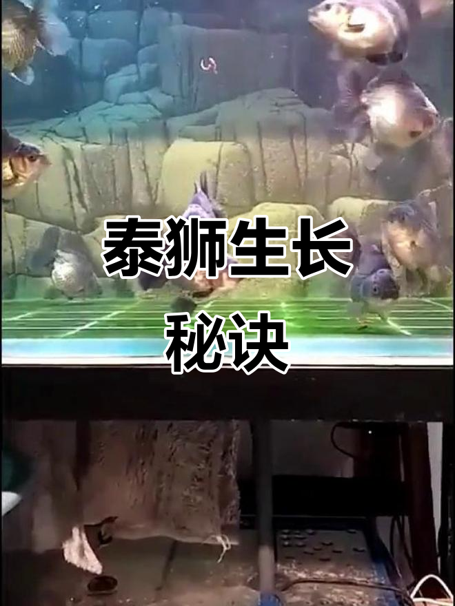 泰狮鱼发育时,尾巴和头晚长体型更大;成年后尺寸会变小