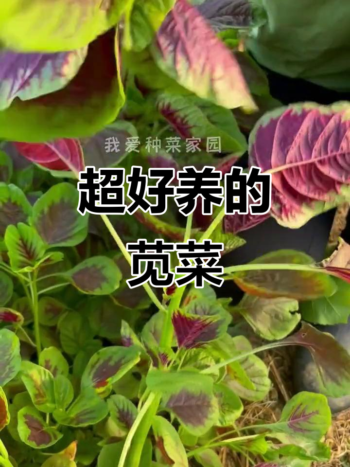 苋菜,营养丰富又耐热,新手必试懒人种植法