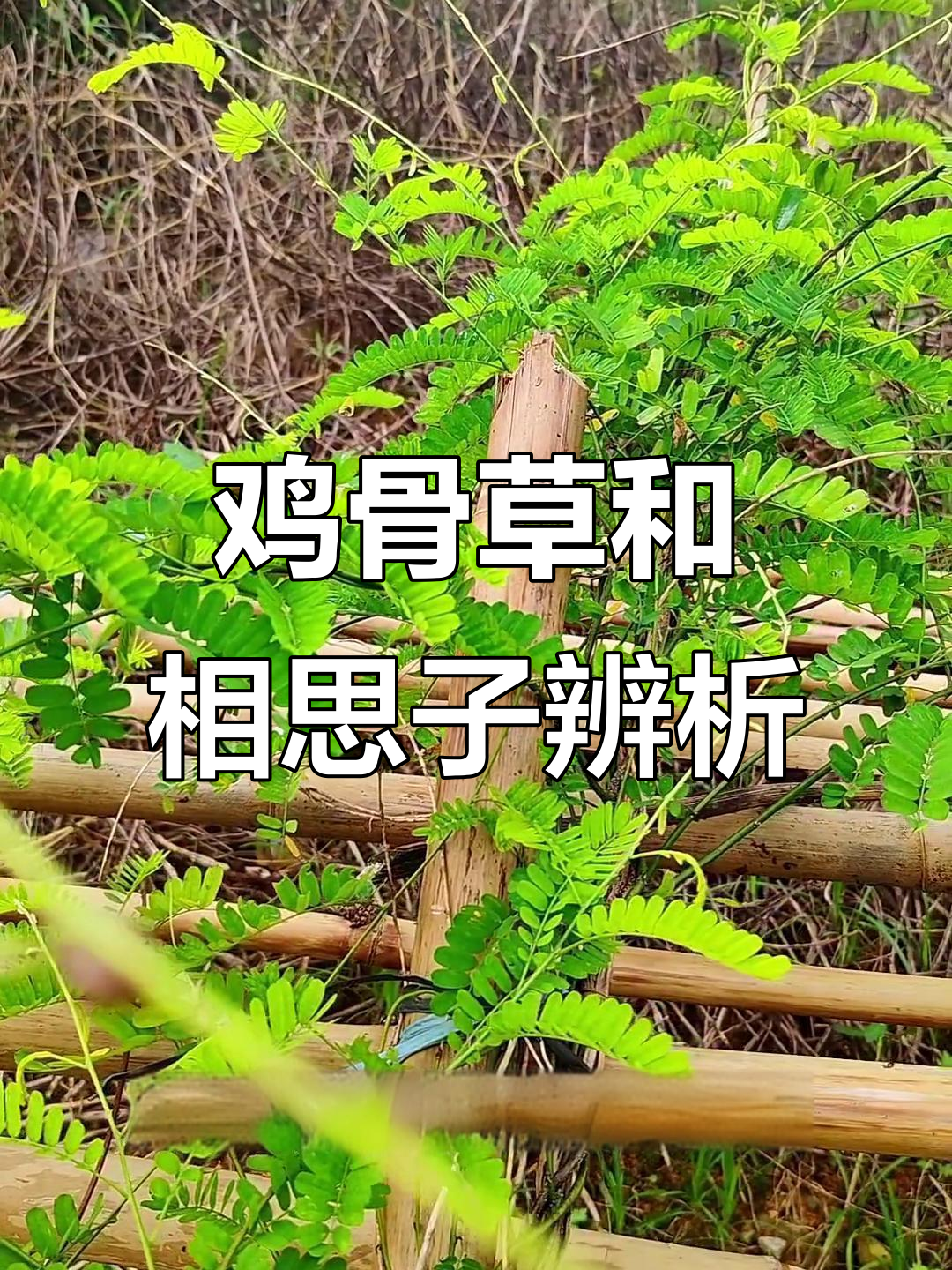 鸡骨草与香丝子的区别,如何辨别真伪