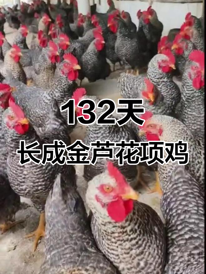 金芦花项鸡:132天,重4.23斤,爱情与离别的故事