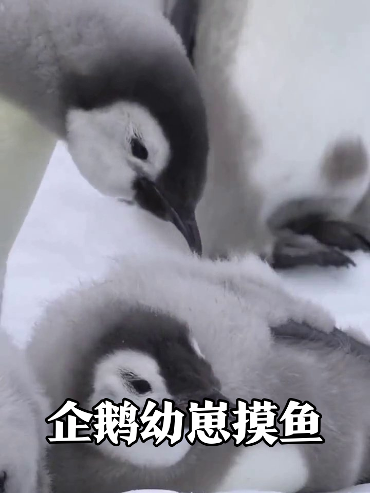 南极幼崽集体摸鱼现场，躺平摆烂萌化了！