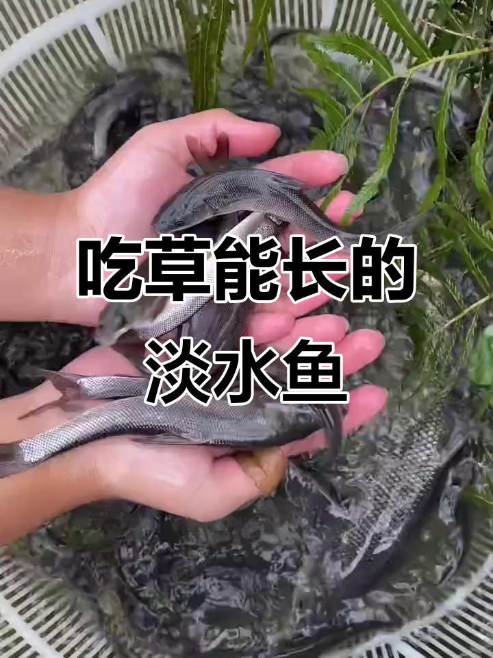 吃草也能长一米，淡水银鳕鱼养殖技巧揭秘