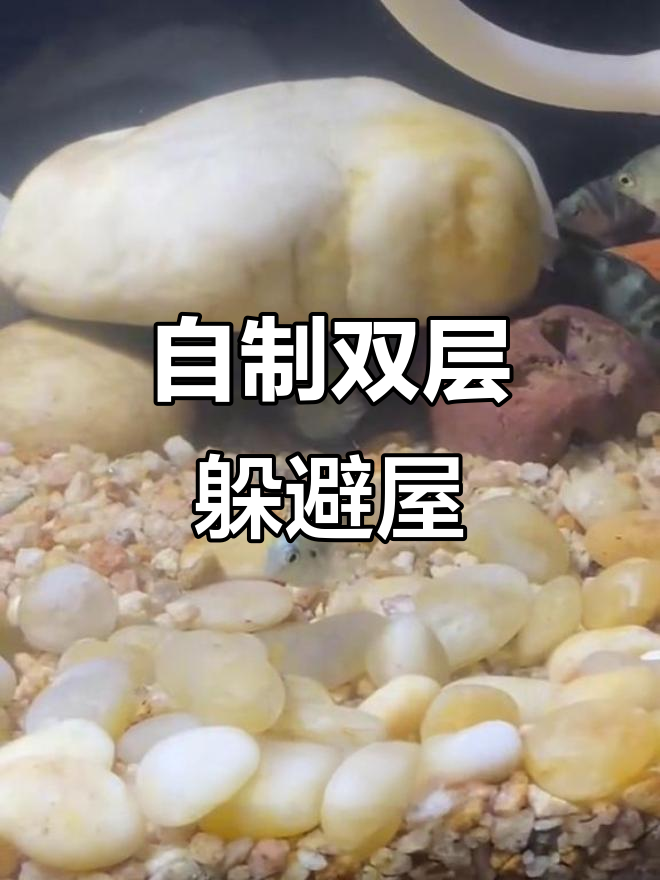 迷你木鱼领地争夺战,易拉罐变躲避屋太丑了!