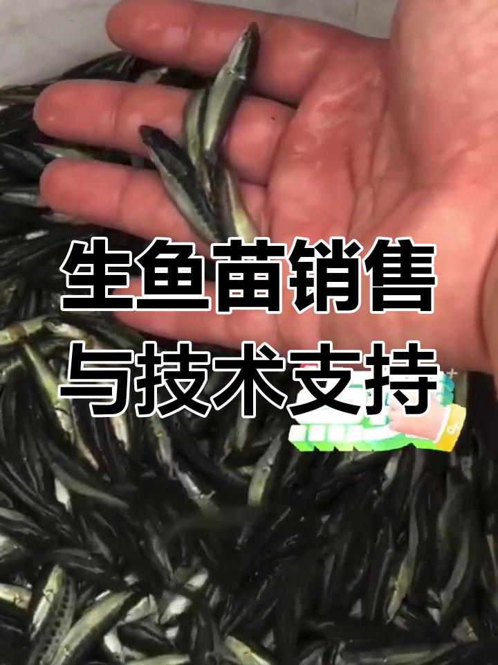广东佛山生鱼苗批发,四月至八月供应多种规格