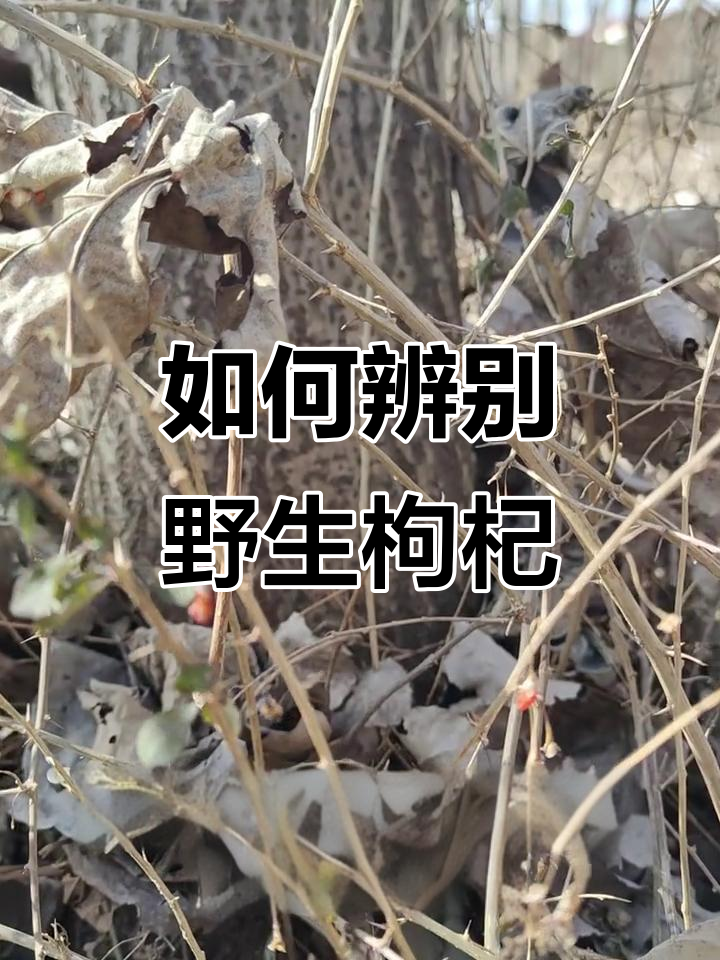 野生枸杞真假难辨,别被不法商家骗了!
