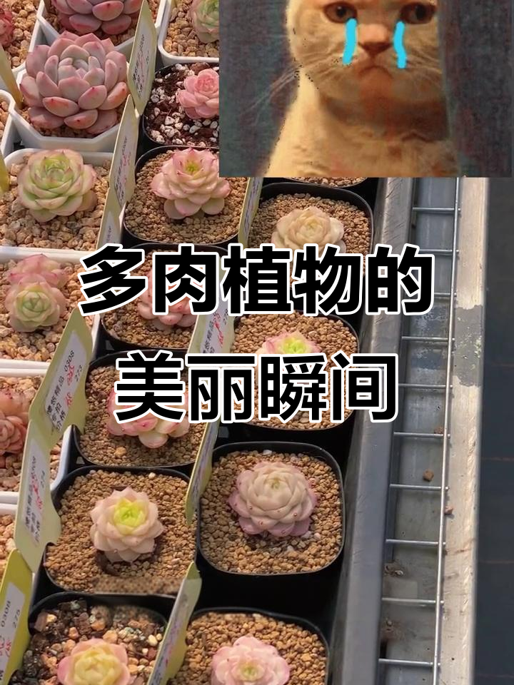 每次路过配货区,都忍不住停下来欣赏这些多肉植物的美