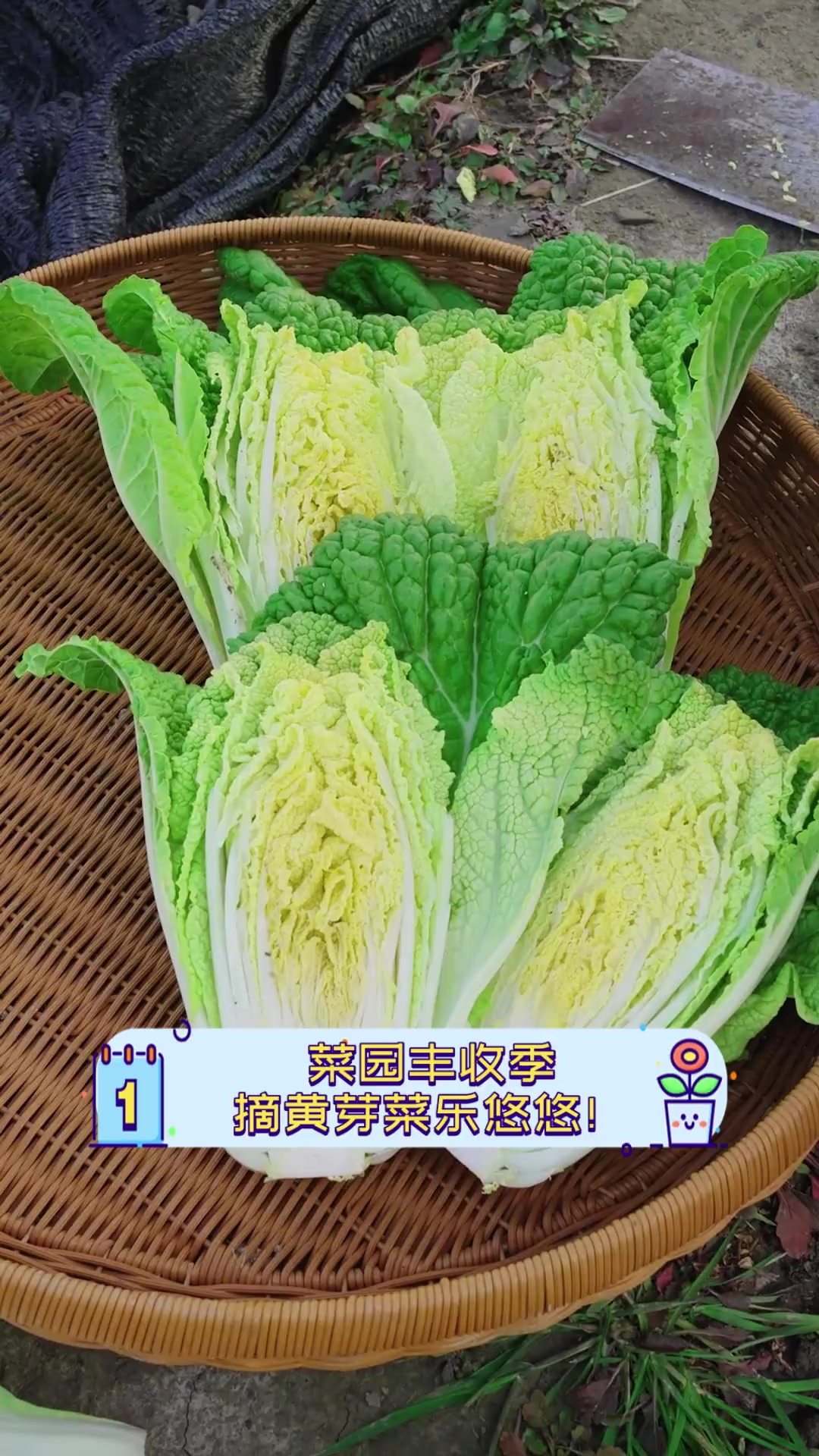 菜园丰收季,摘黄芽菜乐悠悠!