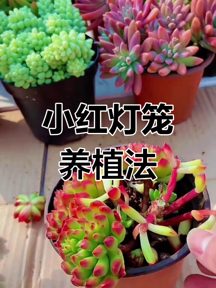 多肉小红灯笼养护技巧:四季管理全攻略
