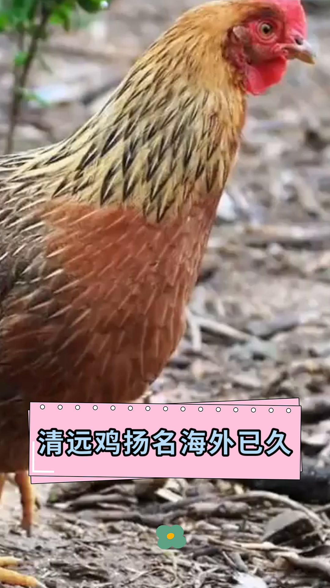 清远鸡扬名海外已久
