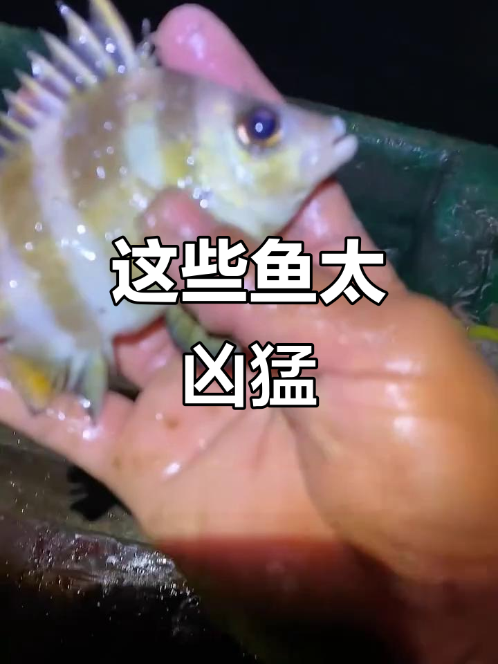 丁公鱼与皮皮虾的生死时速,红鳕鱼的獠牙之争