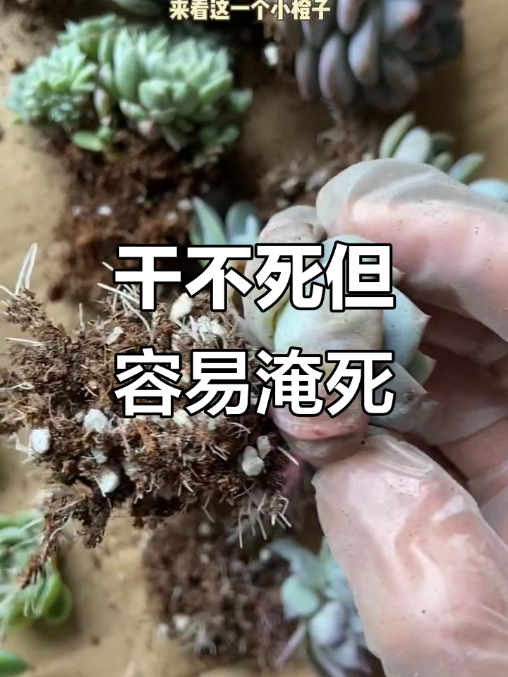 多肉植物不浇水能活多久?根健康才是关键