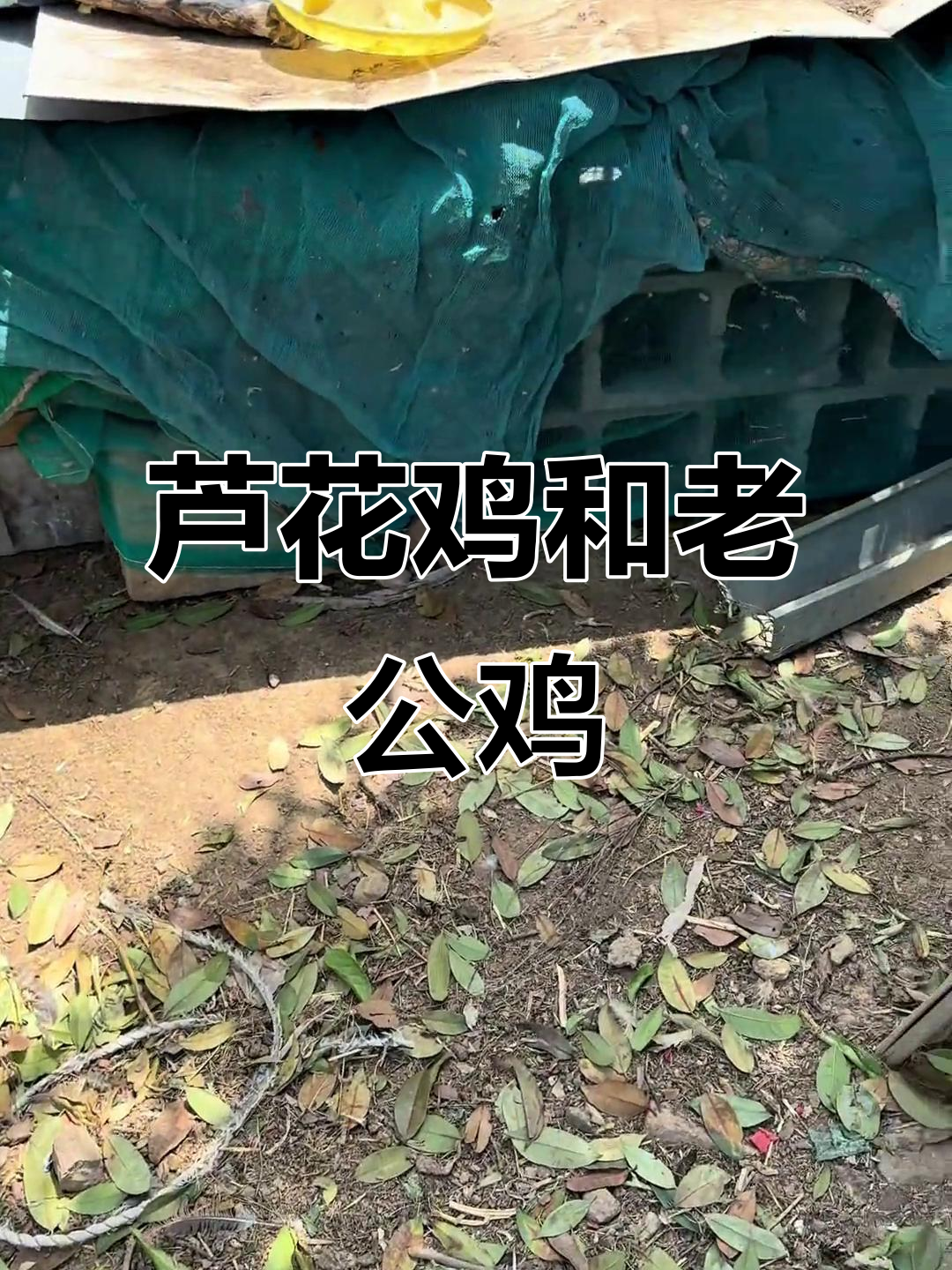 芦花鸡与土公鸡的农村故事,记忆中的老公鸡