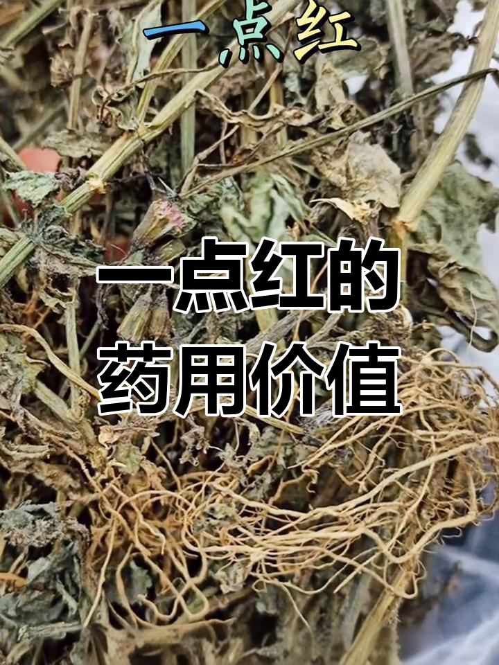 一点红:野生草本药材,全草入药,华南等地常见