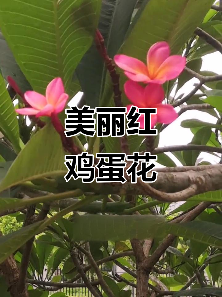 红鸡蛋花:夹竹桃科的美丽花朵
