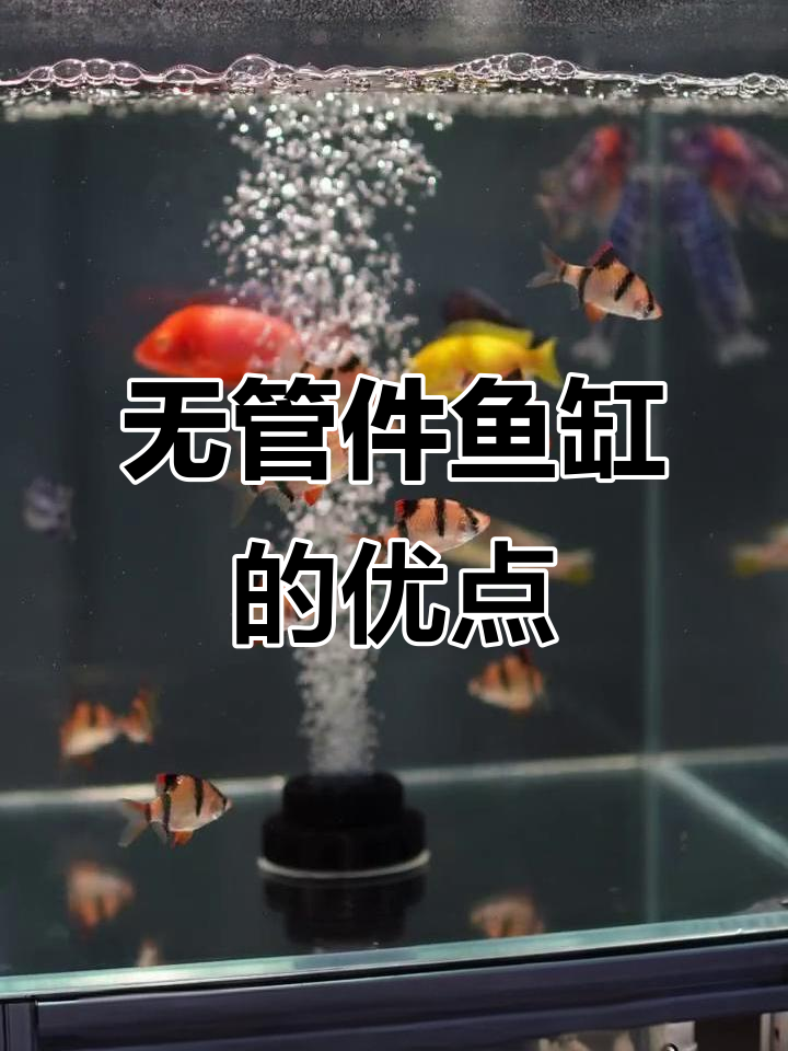 无管件鱼缸的优势:通透、美观又省空间