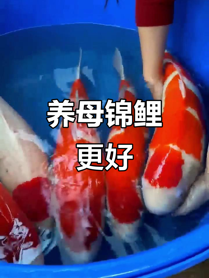 母锦鲤比公鱼更适合养殖,体型更佳!