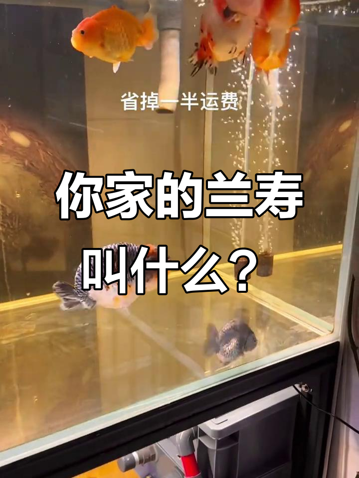 兰寿金鱼名字大揭秘，这些鱼比我的缸还贵！