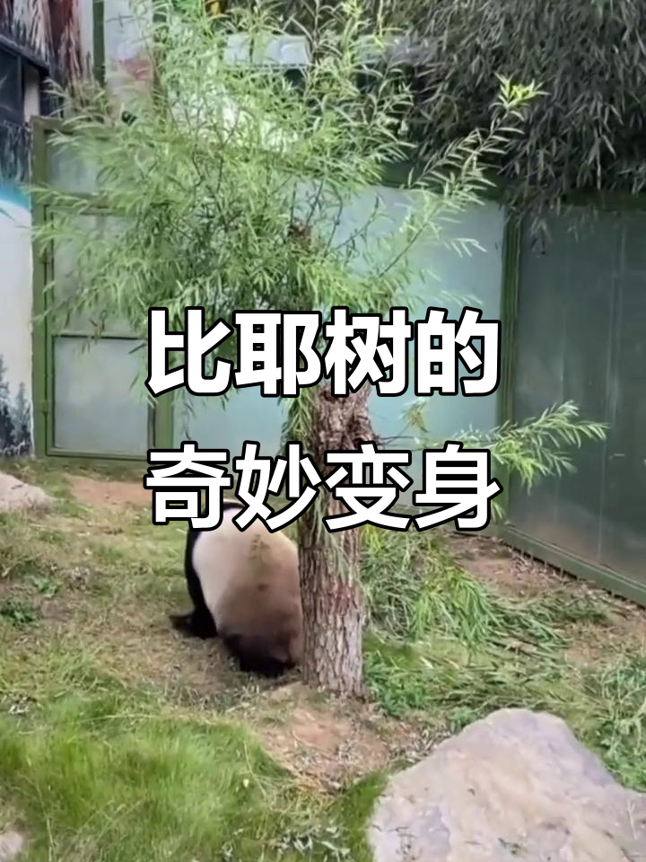岩岩把鸡爪树变成比耶造型,大熊猫灵岩的迷你树枝靠垫太可爱了