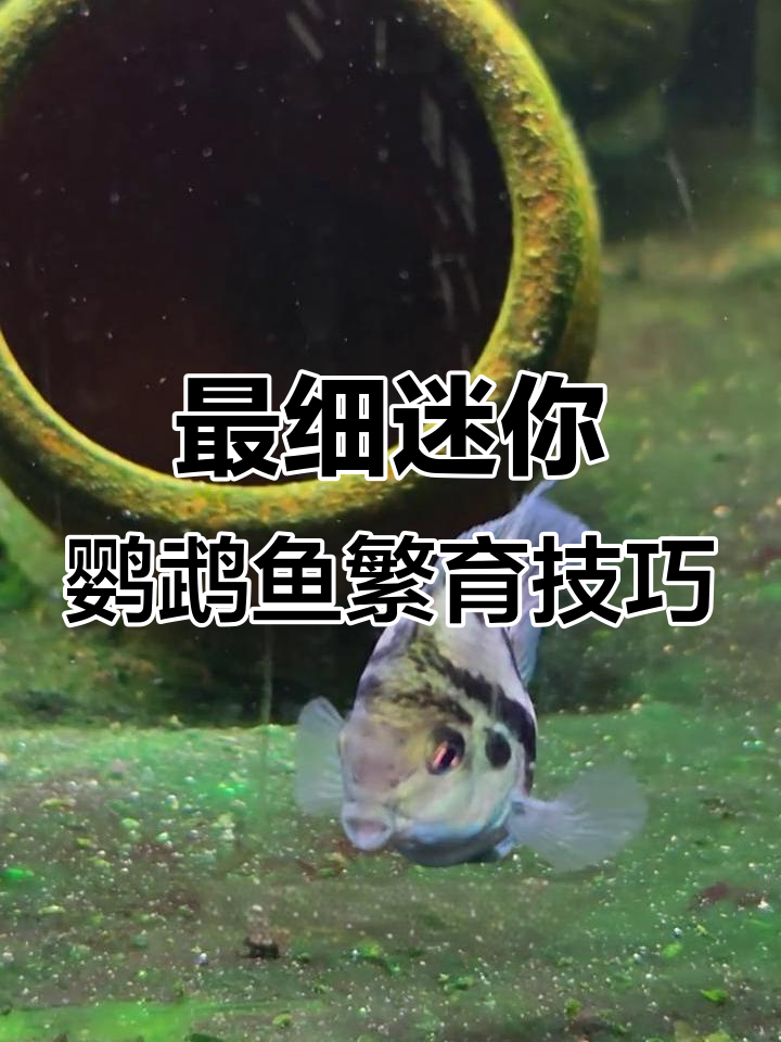 迷你鹦鹉鱼繁殖全攻略,选对种鱼提高成功率