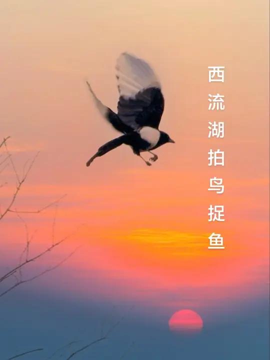 连着两天西流湖拍鸟捉鱼,现在西流湖环境好多了,鸟类也多了