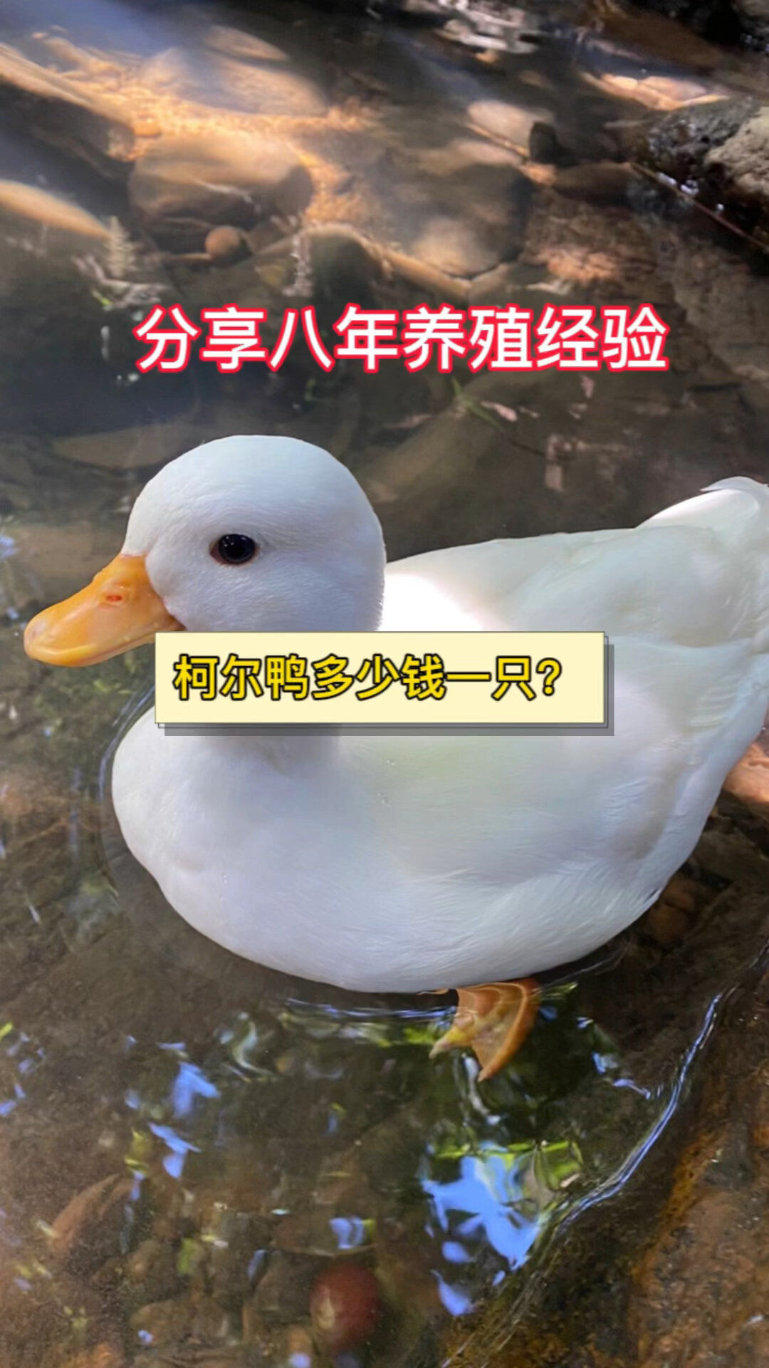 柯尔鸭多少钱一只?