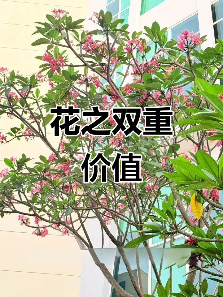 红花鸡蛋花,美丽与药用兼具