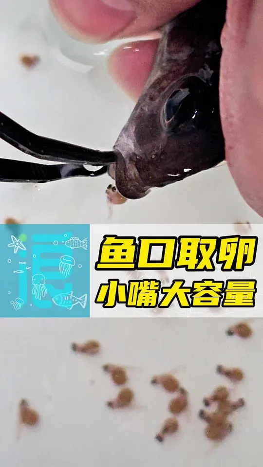 这条三湖慈鲷的嘴一看就不对劲