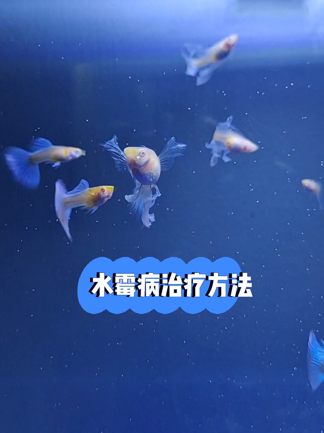 养鱼知识 水霉病治疗方法