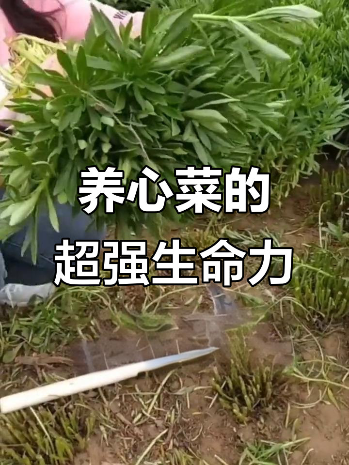 养心菜一次种植,多年采摘,扦插成活率高