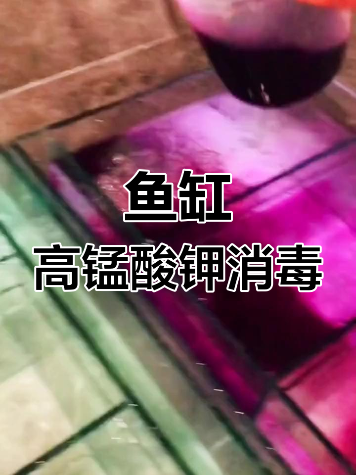 高锰酸钾消毒鱼缸的正确方法