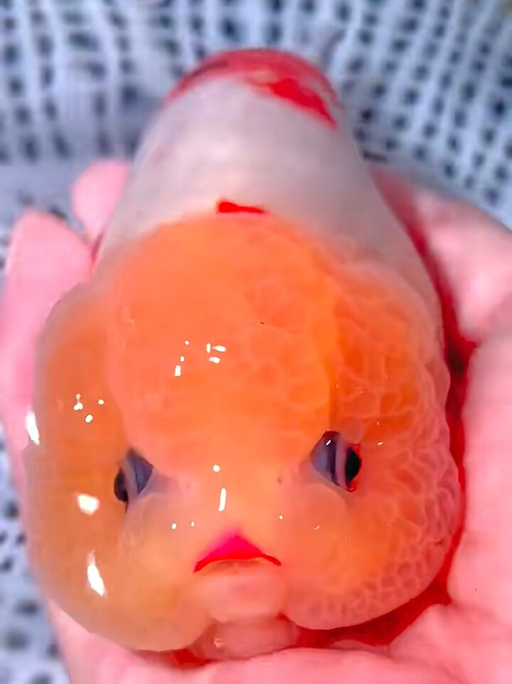 红嘴蓝眼大头闪鳞樱花小精品兰寿金鱼