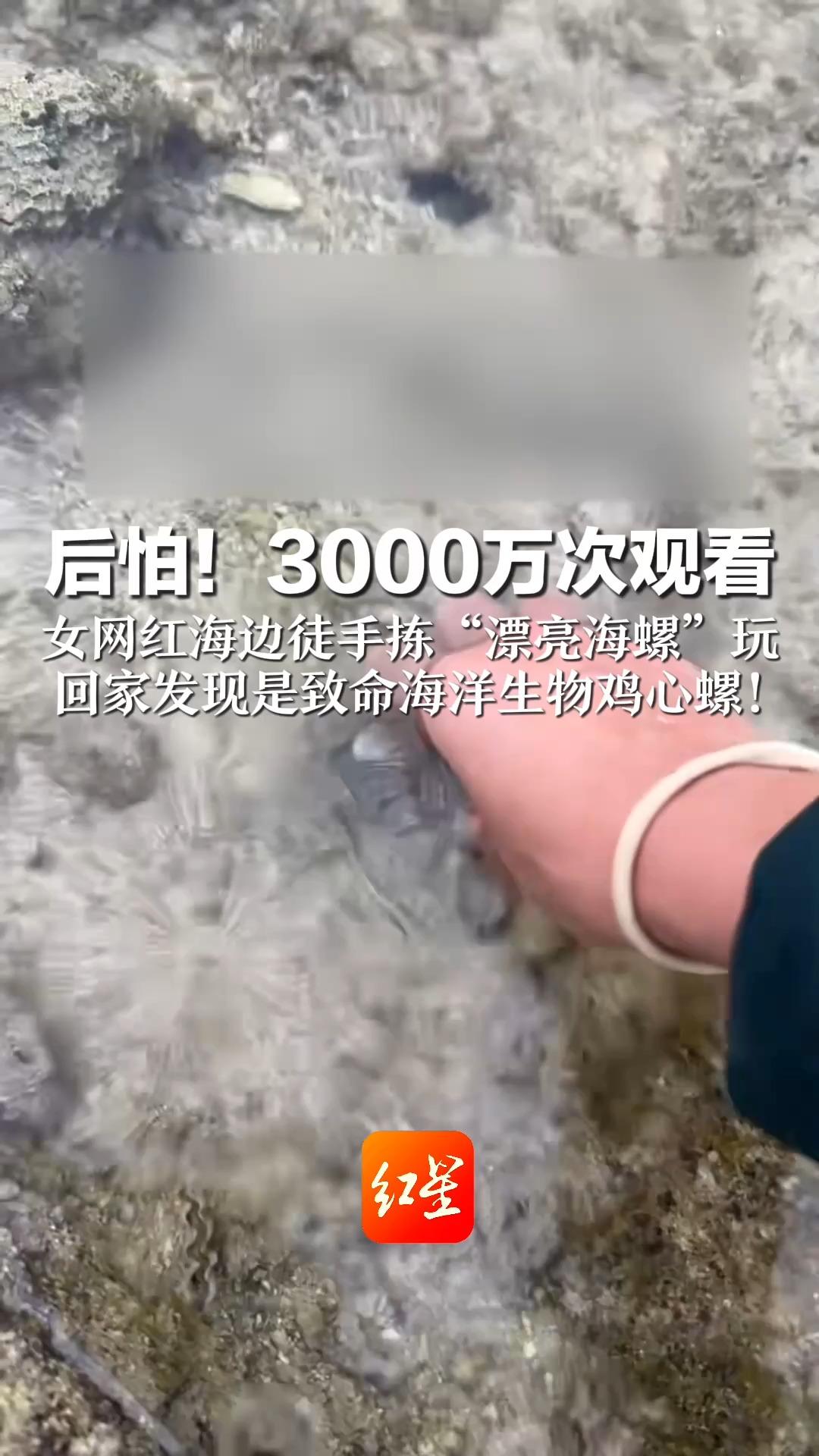 后怕!3000万次观看 女网红海边徒手拣“漂亮海螺”玩 回家发现是致命海洋生物鸡心螺!