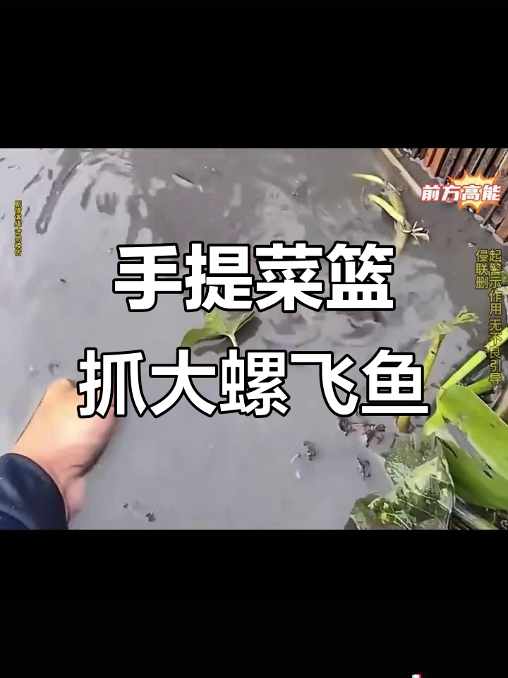 男子手提菜篮轻松捕鱼,大螺飞鱼跃出水面惊呆众人