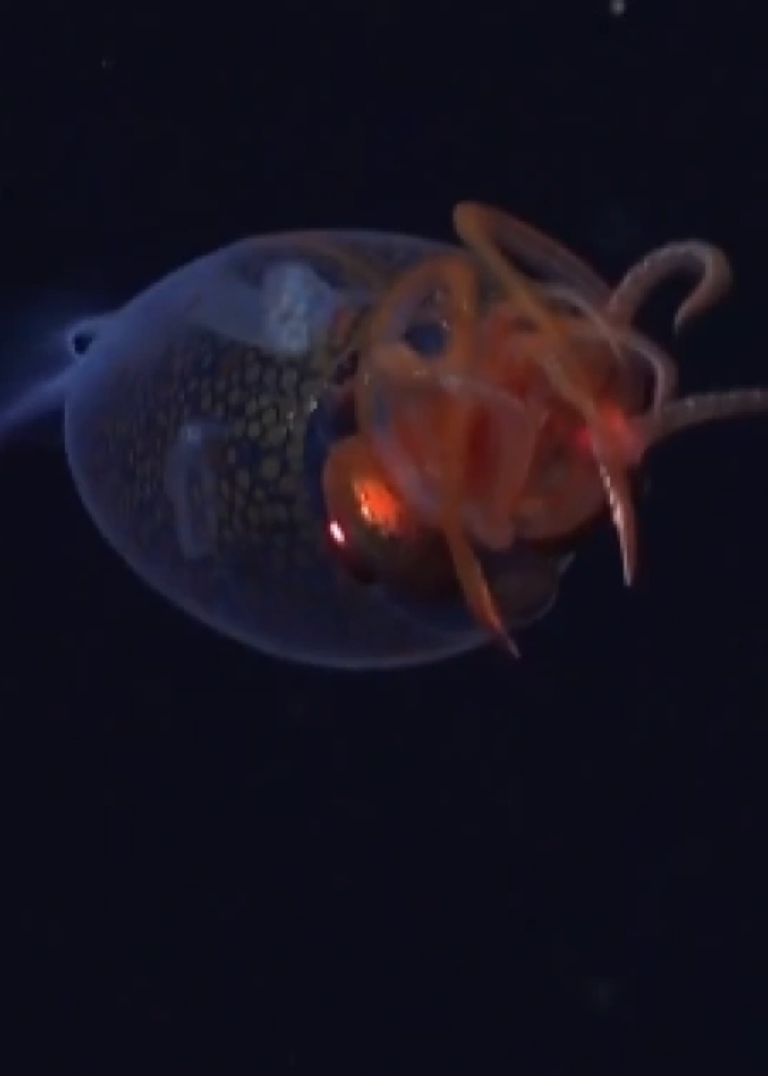 首次拍到巨型乌贼幼崽!成年大王乌贼长度可达7米,是世界上已知的 最大的无脊椎动物