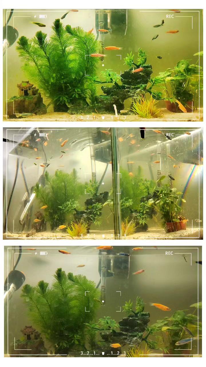 鱼儿自由自在的水中游 鱼缸里的大自然 2023年年有余 祝大家年年有鱼岁岁平安 祝愿刷到视