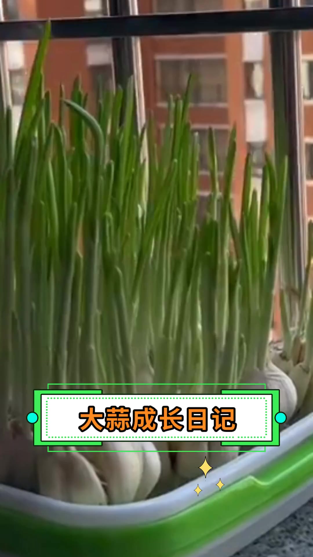 大蒜成长日记