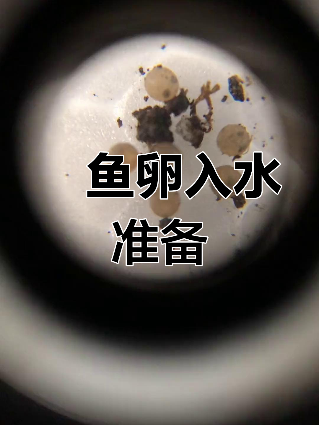 鱂鱼卵终于要下水了,眼睛清晰可见!