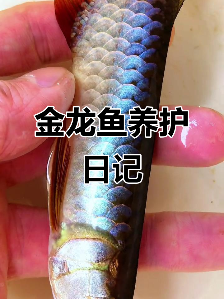 蓝底过背金龙鱼：养鱼的乐趣与挑战