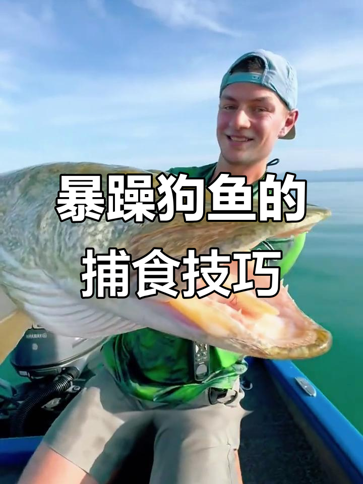 狗鱼:淡水中的鲨鱼,凶猛无比的猎食者